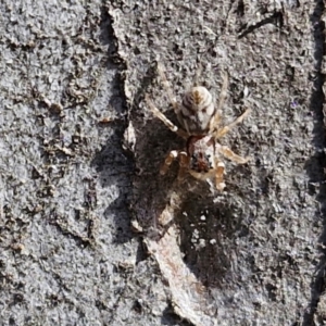 Arasia mollicoma at Goulburn, NSW - 9 Aug 2024 02:36 PM