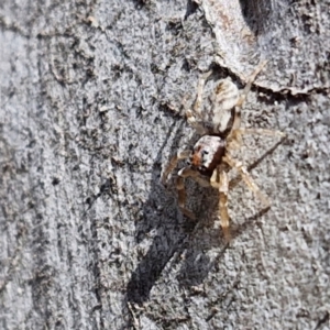 Arasia mollicoma at Goulburn, NSW - 9 Aug 2024