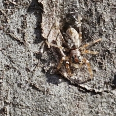 Arasia mollicoma at Goulburn, NSW - 9 Aug 2024