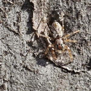 Arasia mollicoma at Goulburn, NSW - 9 Aug 2024 02:36 PM