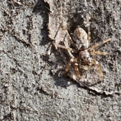 Arasia mollicoma at Goulburn, NSW - 9 Aug 2024