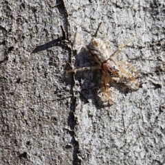 Arasia mollicoma at Goulburn, NSW - 9 Aug 2024