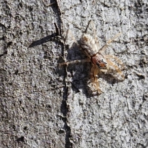 Arasia mollicoma at Goulburn, NSW - 9 Aug 2024