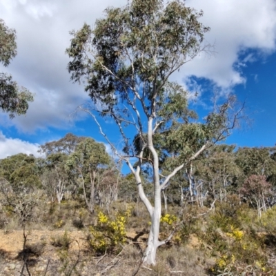 Eucalyptus rossii (Inland Scribbly Gum) at Goulburn, NSW - 9 Aug 2024 by trevorpreston