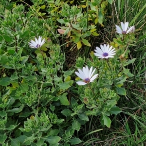 Dimorphotheca ecklonis at Goulburn, NSW - 9 Aug 2024