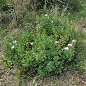 Dimorphotheca ecklonis at Goulburn, NSW - 9 Aug 2024