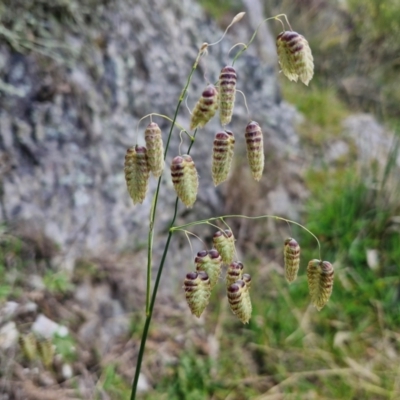 Briza maxima (Quaking Grass, Blowfly Grass) at Goulburn, NSW - 9 Aug 2024 by trevorpreston