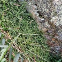 Asplenium flabellifolium at Goulburn, NSW - 9 Aug 2024 02:19 PM