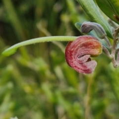 Grevillea arenaria subsp. arenaria (Nepean Spider Flower) at Goulburn, NSW - 9 Aug 2024 by trevorpreston