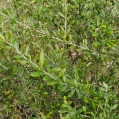 Grevillea arenaria subsp. arenaria at Goulburn, NSW - 9 Aug 2024 02:15 PM