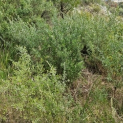 Grevillea arenaria subsp. arenaria at Goulburn, NSW - 9 Aug 2024