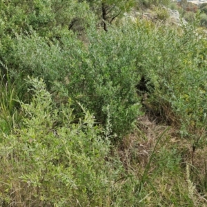 Grevillea arenaria subsp. arenaria at Goulburn, NSW - 9 Aug 2024