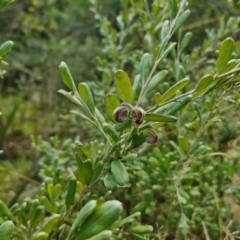 Grevillea arenaria subsp. arenaria at Goulburn, NSW - 9 Aug 2024