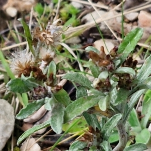 Gamochaeta calviceps at Goulburn, NSW - 9 Aug 2024