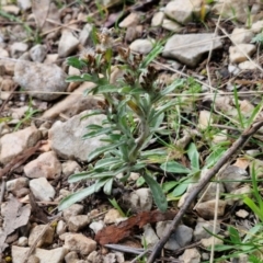 Gamochaeta calviceps at Goulburn, NSW - 9 Aug 2024 02:15 PM