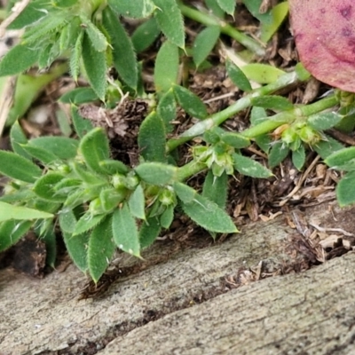 Paronychia brasiliana (Brazilian Whitlow) at Goulburn, NSW - 9 Aug 2024 by trevorpreston