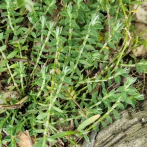 Paronychia brasiliana at Goulburn, NSW - 9 Aug 2024 02:13 PM