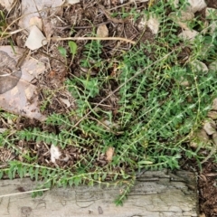 Paronychia brasiliana at Goulburn, NSW - 9 Aug 2024