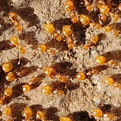 Formicidae (family) (Unidentified ant) at Goulburn, NSW - 9 Aug 2024 by trevorpreston