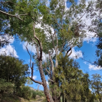 Eucalyptus dives at Goulburn, NSW - 9 Aug 2024 by trevorpreston