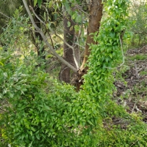 Asparagus asparagoides at Goulburn, NSW - 9 Aug 2024 02:02 PM