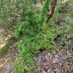 Asparagus asparagoides at Goulburn, NSW - 9 Aug 2024 02:02 PM