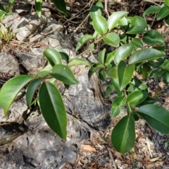 Ligustrum lucidum (Large-leaved Privet) at Goulburn, NSW - 9 Aug 2024 by trevorpreston