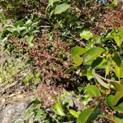 Ligustrum lucidum at Goulburn, NSW - 9 Aug 2024