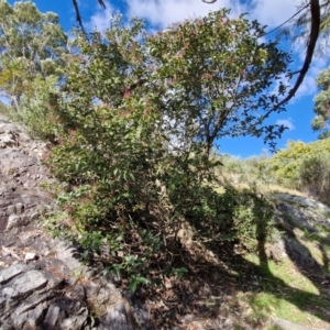 Ligustrum lucidum at Goulburn, NSW - 9 Aug 2024 02:01 PM