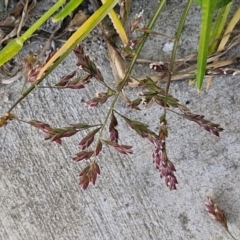 Poa bulbosa (Bulbous Meadow-grass) at Goulburn, NSW - 9 Aug 2024 by trevorpreston