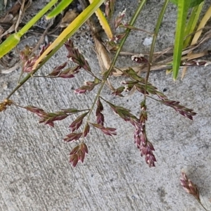 Poa bulbosa at Goulburn, NSW - 9 Aug 2024