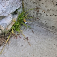 Poa bulbosa at Goulburn, NSW - 9 Aug 2024 01:59 PM