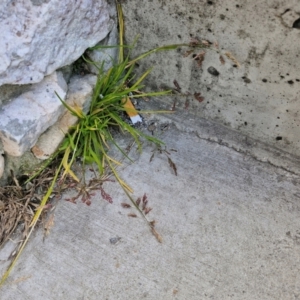 Poa bulbosa at Goulburn, NSW - 9 Aug 2024 01:59 PM