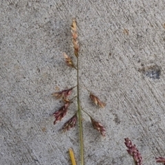 Poa bulbosa at Goulburn, NSW - 9 Aug 2024