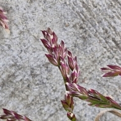 Poa bulbosa at Goulburn, NSW - 9 Aug 2024