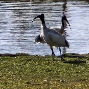 Threskiornis molucca at Goulburn, NSW - 9 Aug 2024 01:55 PM