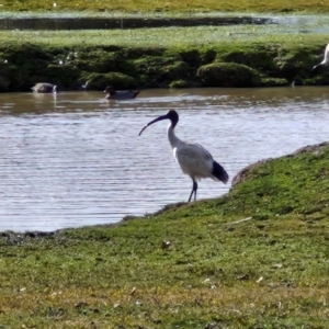 Threskiornis molucca at Goulburn, NSW - 9 Aug 2024 01:55 PM