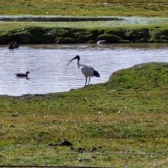 Threskiornis molucca at Goulburn, NSW - 9 Aug 2024 01:55 PM