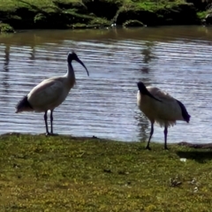 Threskiornis molucca at Goulburn, NSW - 9 Aug 2024 01:55 PM