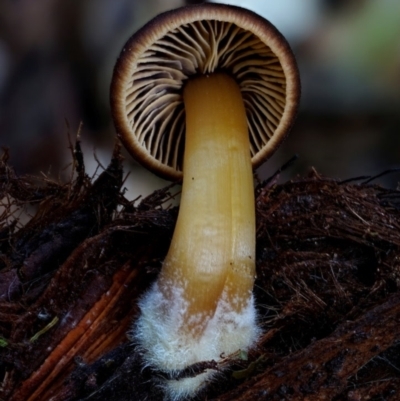 Unidentified Cap on a stem; gills below cap [mushrooms or mushroom-like] at Kianga, NSW - 7 Aug 2024 by Teresa