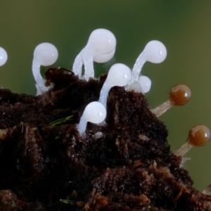 Trichiales (Order) at Kianga, NSW - suppressed