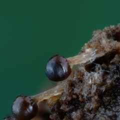 Trichiales (Order) at Kianga, NSW - suppressed