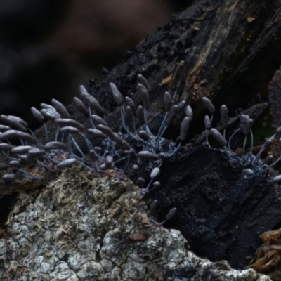 Stemonitopsis typhina at Kianga, NSW - 5 Aug 2024 by Teresa