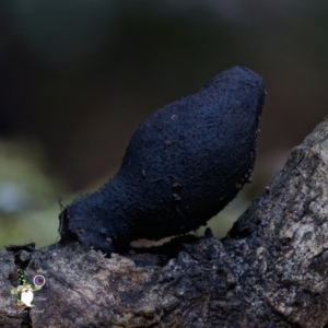 Xylaria sp. at Kianga, NSW - 7 Aug 2024 03:50 PM