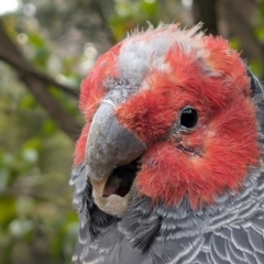 Callocephalon fimbriatum (identifiable birds) (Gang-gang Cockatoo (named birds)) at Cook, ACT - 9 Aug 2024 by TonyAshton