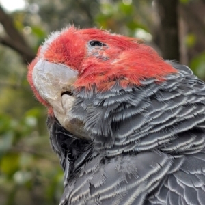 Callocephalon fimbriatum (identifiable birds) at Cook, ACT - suppressed