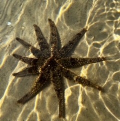 Coscinasterias muricata at Merimbula, NSW - 9 Aug 2024 12:48 PM