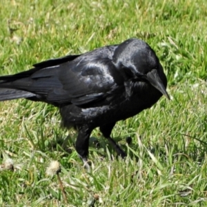 Corvus coronoides at Goulburn, NSW - 9 Aug 2024 01:58 PM