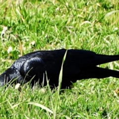 Corvus coronoides at Goulburn, NSW - 9 Aug 2024