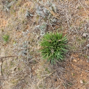 Rutidosis leptorhynchoides at Hume, ACT - 9 Aug 2024